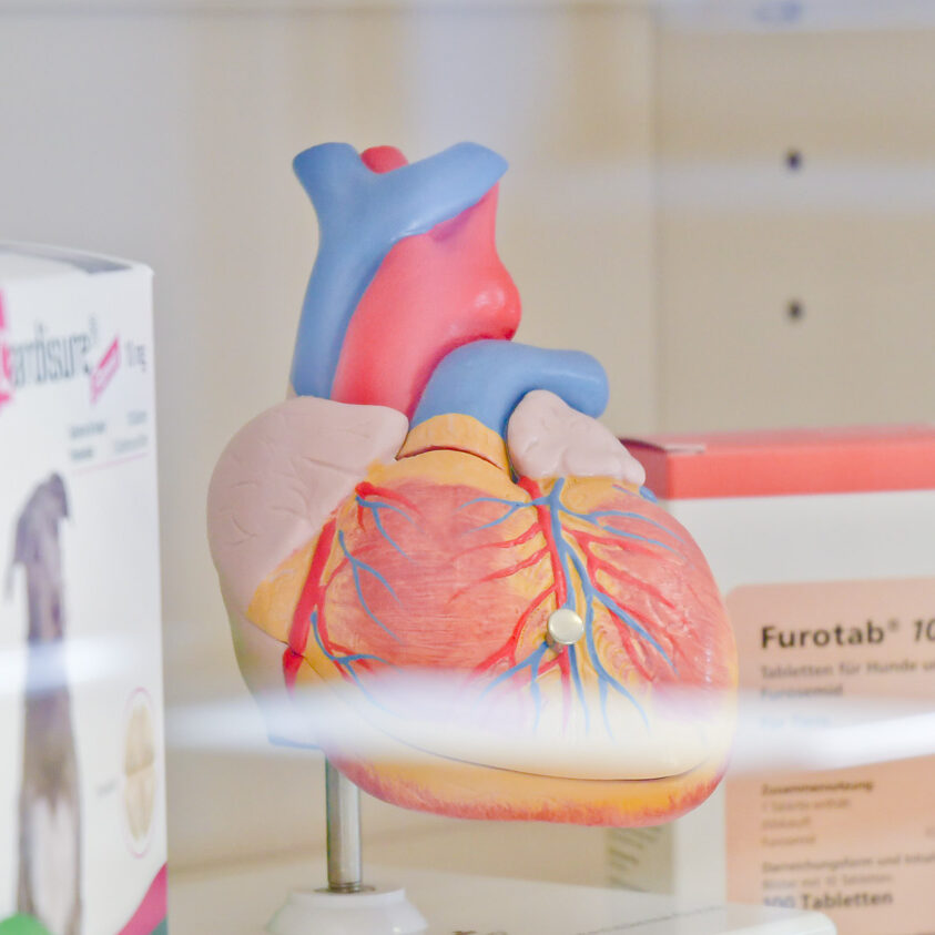 fricke-schwarz-herzmodell-kardiologie-tiermedizin-neunkirchen