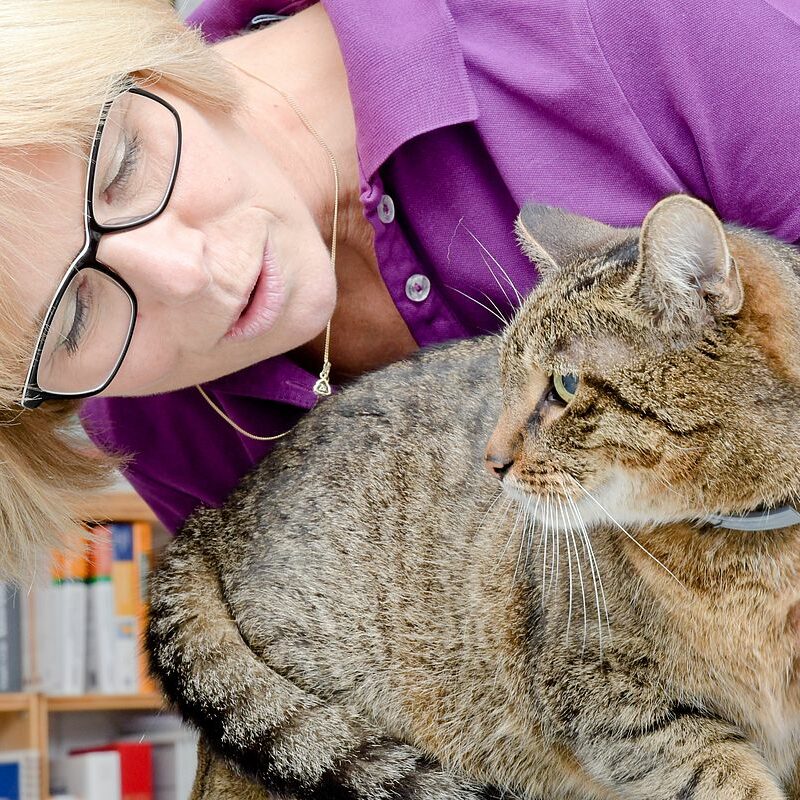 fricke-schwarz-untersuchung-katze-tierarztpraxis-neunkirchen-seelscheid