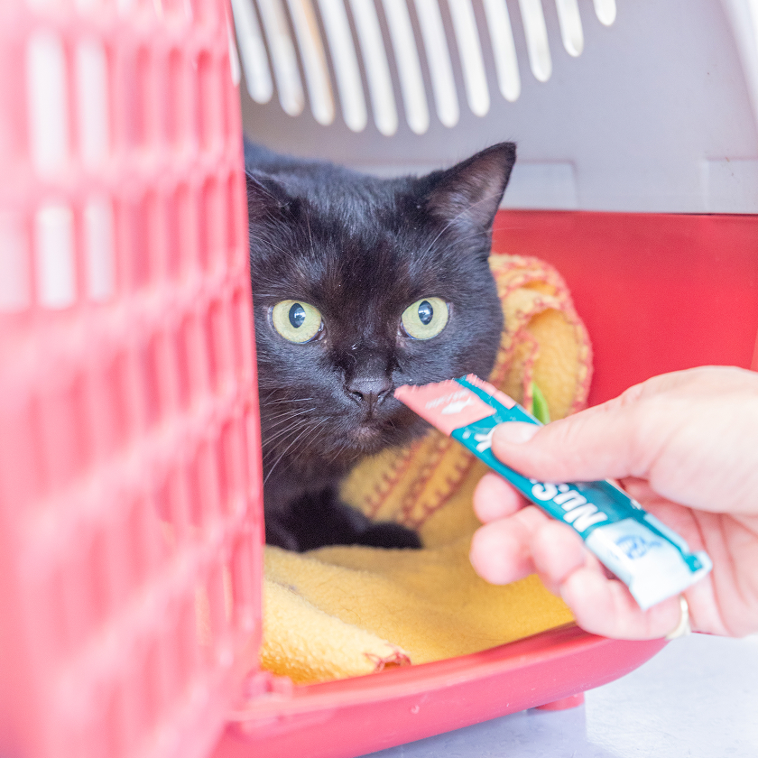 Eine schwarze Katze mit großen Augen sitzt in einer roten Transportbox auf einer gelben Decke, während eine Person ihr ein Leckerli aus einer Quetschtube anbietet.