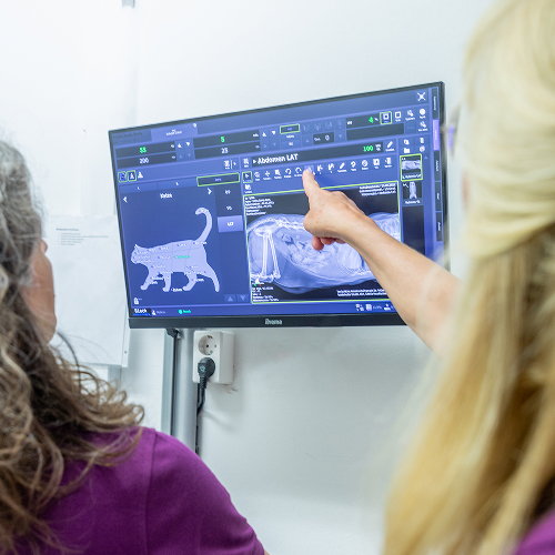 Zwei Personen schauen auf einen Monitor, auf dem das Röntgenbild einer Katze zu sehen ist. Eine Person zeigt auf den Bildschirm, auf dem sowohl ein Röntgenbild der Katze in Seitenansicht als auch ein digitales Diagramm ihres Körpers zu sehen ist.