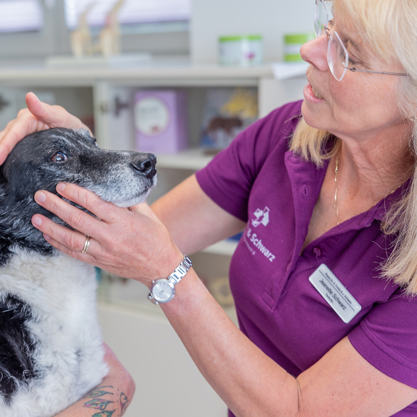 Ein Tierarzt in einem lila Polohemd untersucht in einer Klinik behutsam das Gesicht und die Augen eines schwarz-weißen Hundes. Im Hintergrund sind Regale mit Tierbedarf zu sehen.