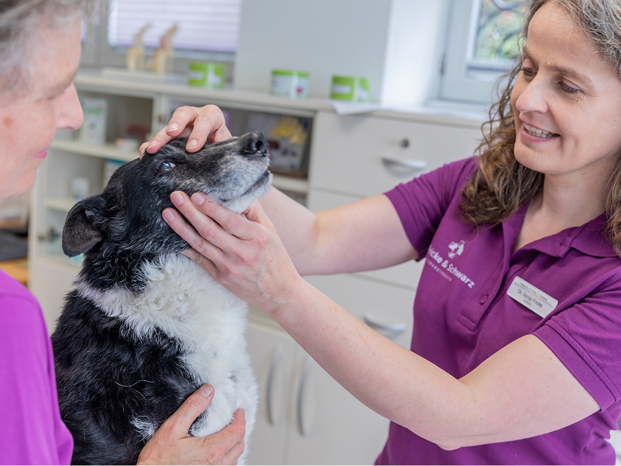Ein Tierarzt im lila Hemd untersucht vorsichtig die Augen und das Gesicht eines schwarz-weißen Hundes, während eine andere Person den Hund in einer Tierklinik hält.