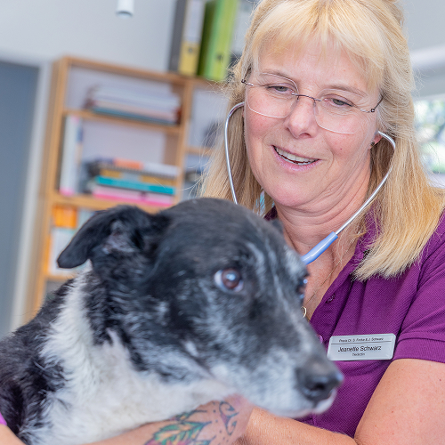 Eine lächelnde Frau in einem lila Hemd und mit Brille untersucht mit einem Stethoskop einen schwarz-weißen Hund in einem Raum mit Bücherregalen.