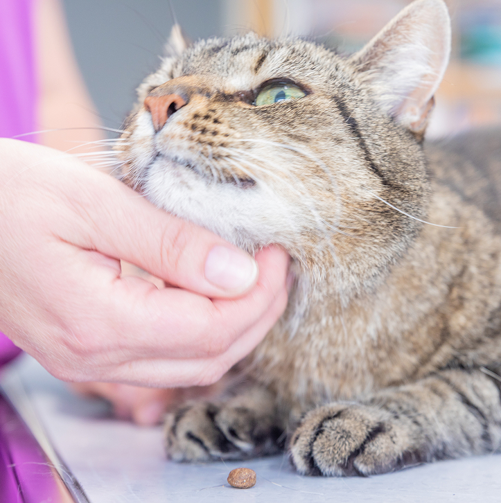 Die Hand eines Menschen kratzt sanft das Kinn einer entspannt liegenden getigerten Katze, während ein kleines Stückchen Futter auf dem Tisch vor der Katze liegt.