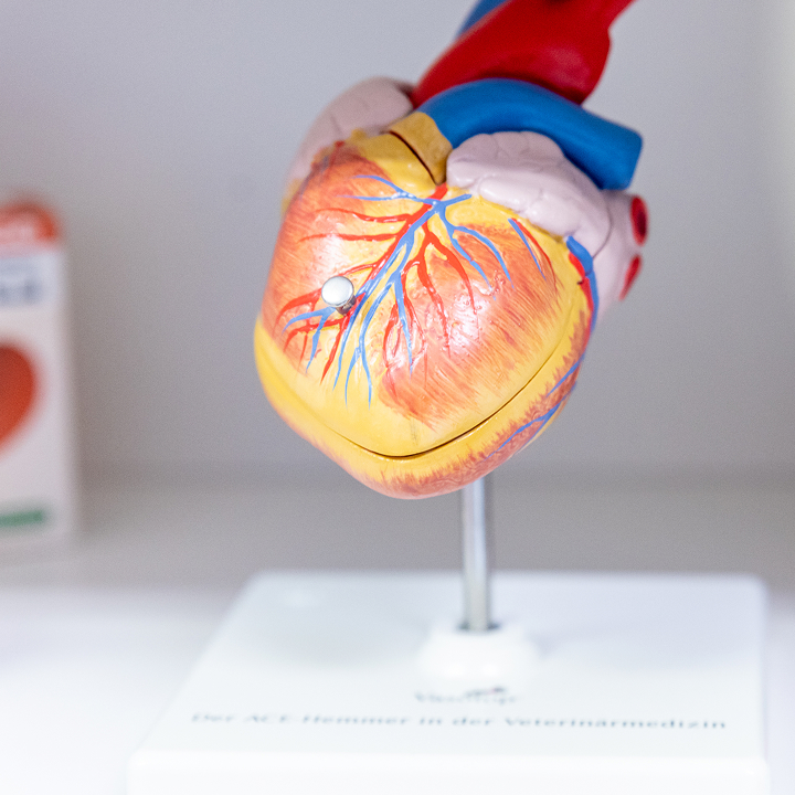 Ein detailliertes anatomisches Modell eines menschlichen Herzens ist auf einem weißen Ständer ausgestellt und zeigt farbige Arterien und Venen. Der Hintergrund ist unscharf und lenkt die Aufmerksamkeit auf das Herzmodell.