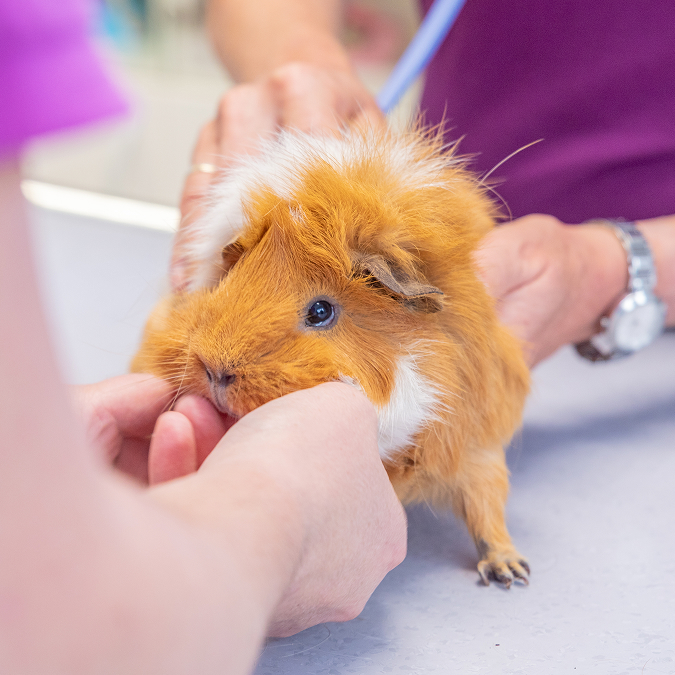 Ein flauschiges, braun-weißes Meerschweinchen wird sanft von einer Person gehalten, während es von einem Tierarzt in einer lila Uniform untersucht wird. Die Szene spielt sich auf einem hellen Tisch ab.